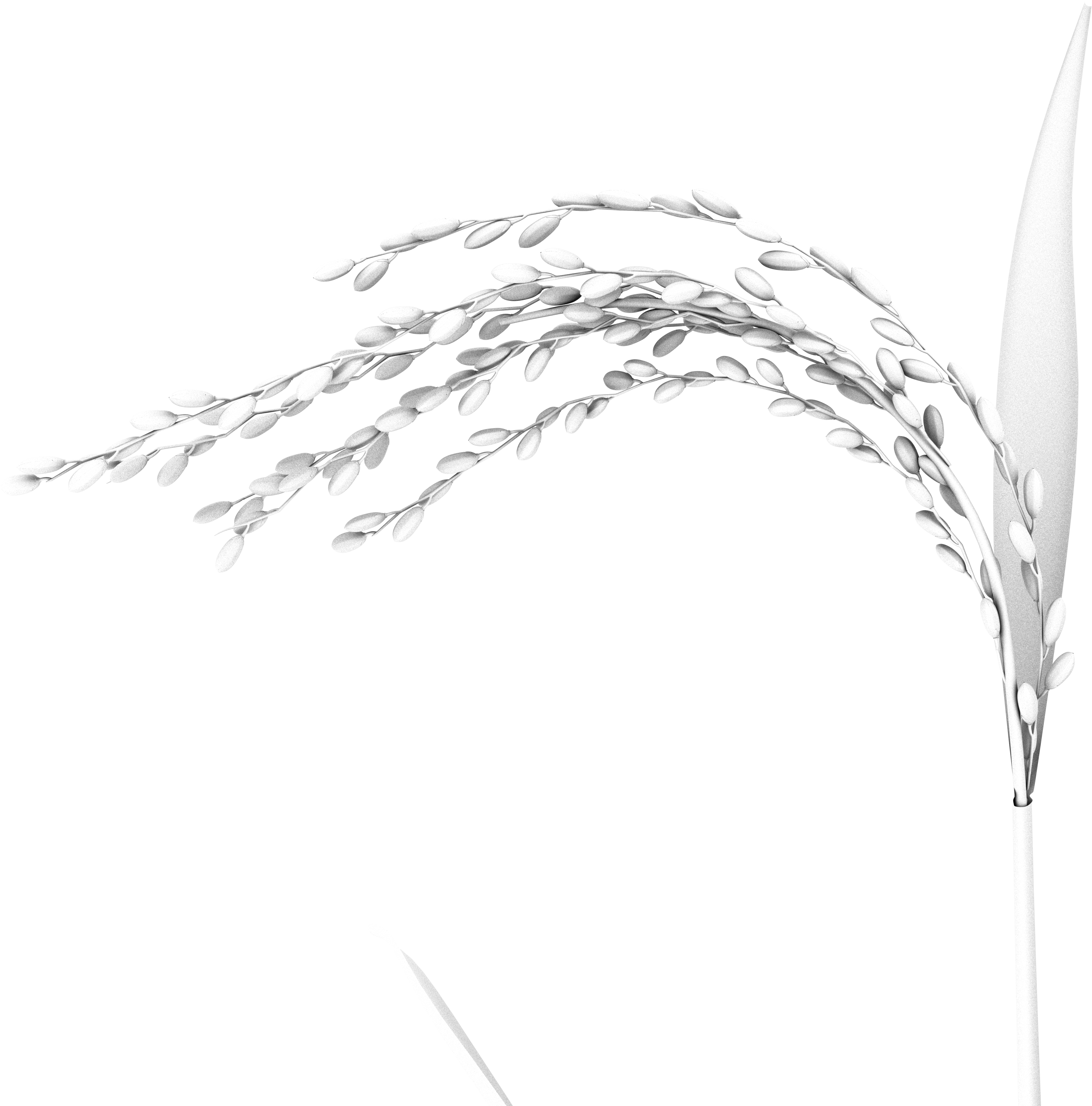 131 Oryza 02 Lit - Sketch (4096x4096), Png Download