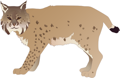 Lynx Png Cliparts - Canadian Lynx Transparent Background (501x323), Png Download