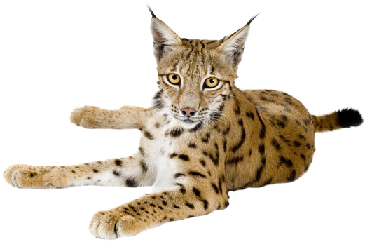 Lynx Png (600x600), Png Download