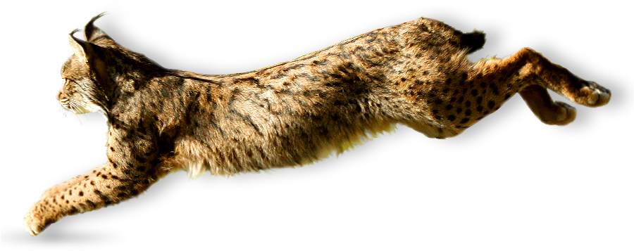 Apart From Raising Awareness For The Terrible Drop - Eurasian Lynx (900x400), Png Download