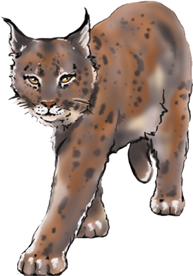 Lynx - Jaguar (300x430), Png Download