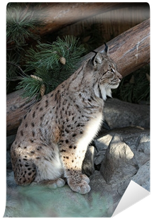 Eurasian Lynx (400x400), Png Download
