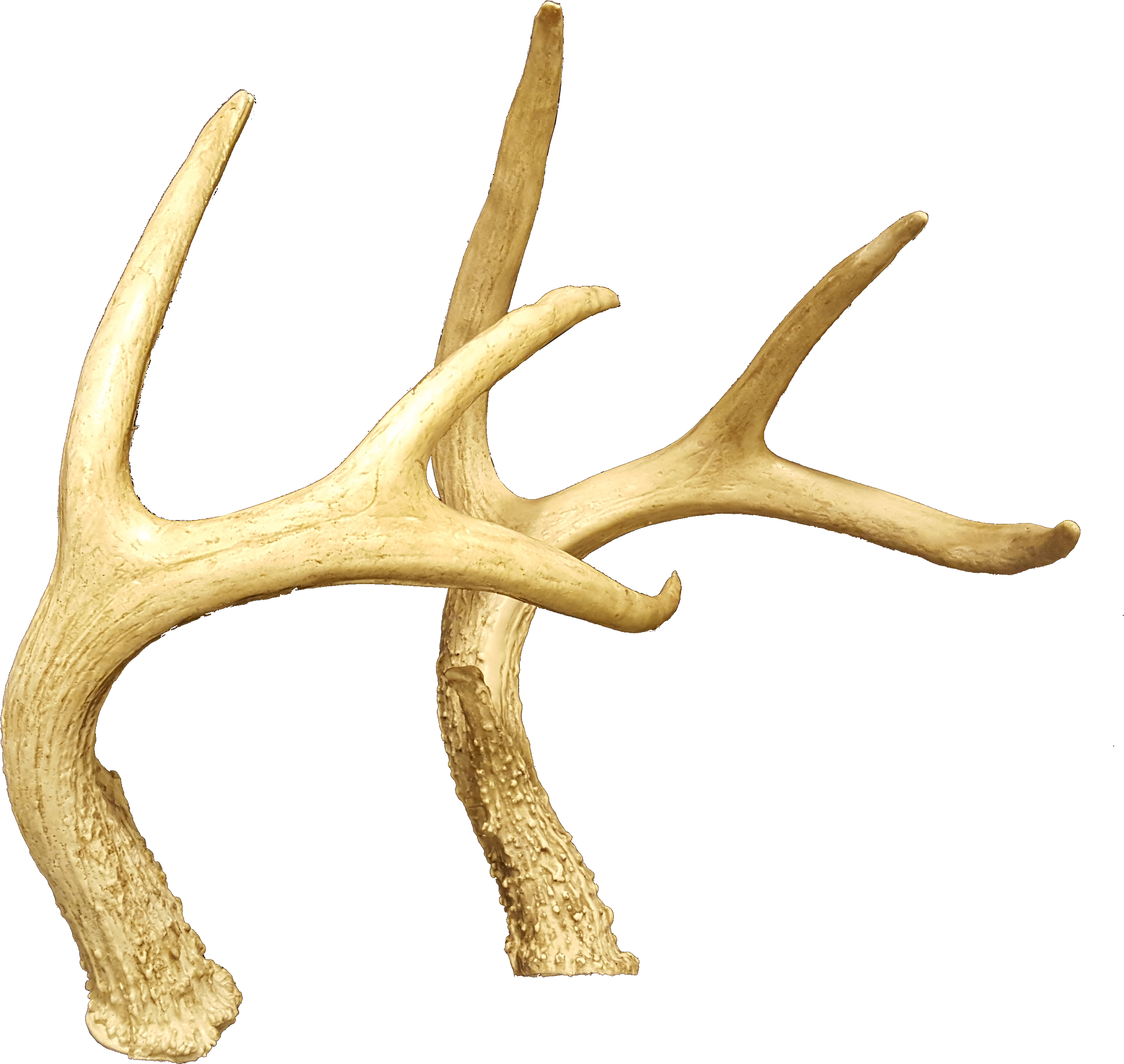 Horns,deer Antler (3218x2943), Png Download