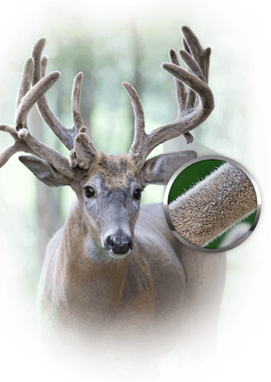 Deer Antler Velvet Is The Fuzzy, Velvet-like Hairs - Deer Antlers Velveting (384x541), Png Download