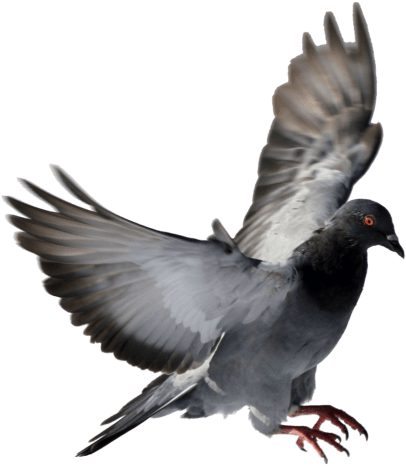 Bird Spikes Installation Service - Typical Pigeons (500x500), Png Download