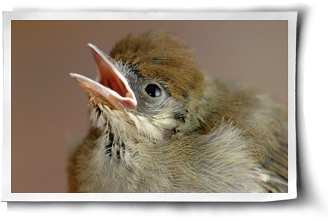 A Second Chance Post Image - Phoenix (500x344), Png Download