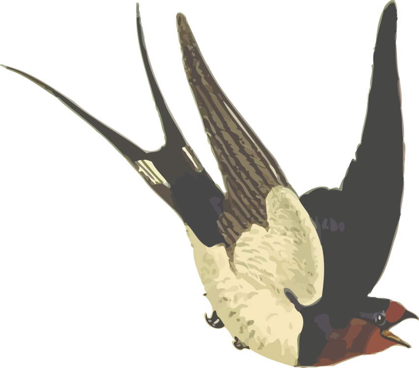 Barn Swallow Bird Drawing Scissor-tailed Flycatcher - Dawda Jobarteh Transitional Times (853x750), Png Download
