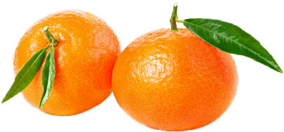 And Grapefruit To Produce A Fruit Without Seeds And - Clementine (410x318), Png Download