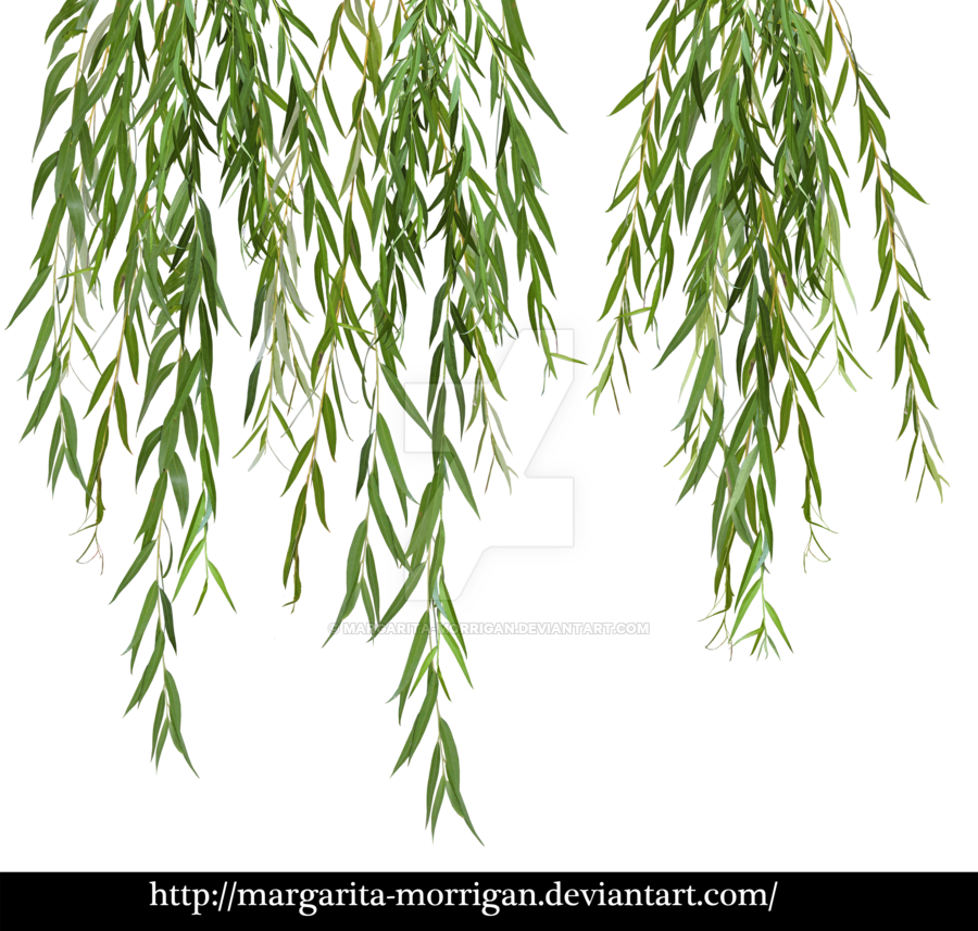 Branches By Margarita Morrigan - Willow Tree Leaves Png (900x857), Png Download