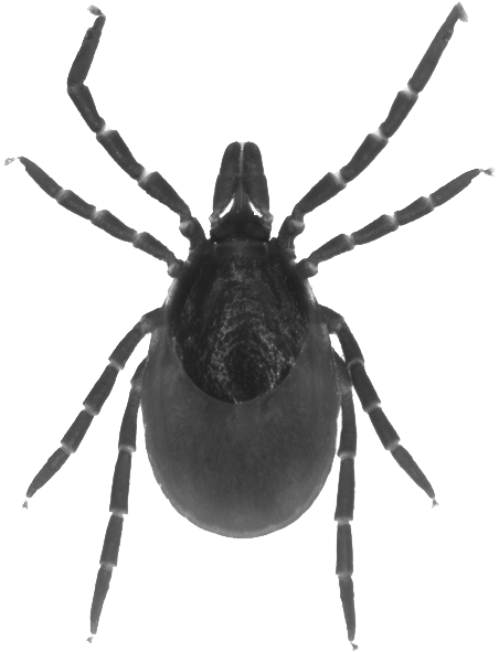 Online Programme - Tarantula (800x600), Png Download