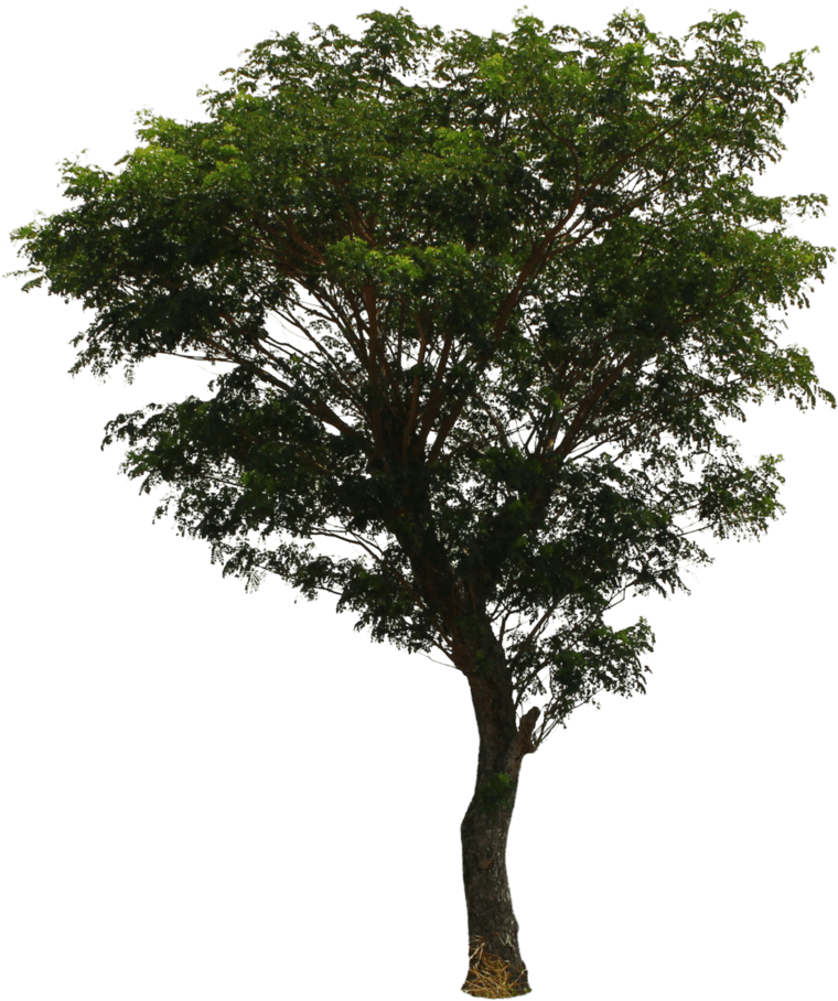 Photoshop Pine Trees Transparent - Deviantart Tree Png (827x967), Png Download
