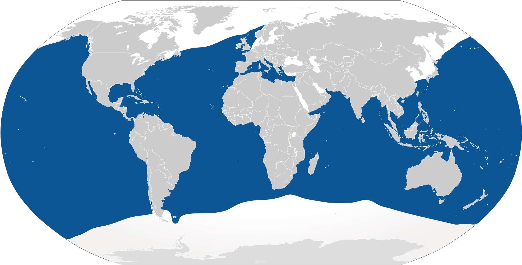 Great White - Do Blue Sharks Live (2000x1030), Png Download