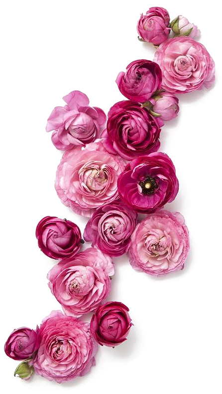 Rose Flower Wedding Invitation Pink - Roses Png (564x789), Png Download