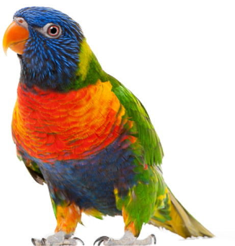 Parrot Png Free Download - Parrot Bird Transparent Background (600x524), Png Download