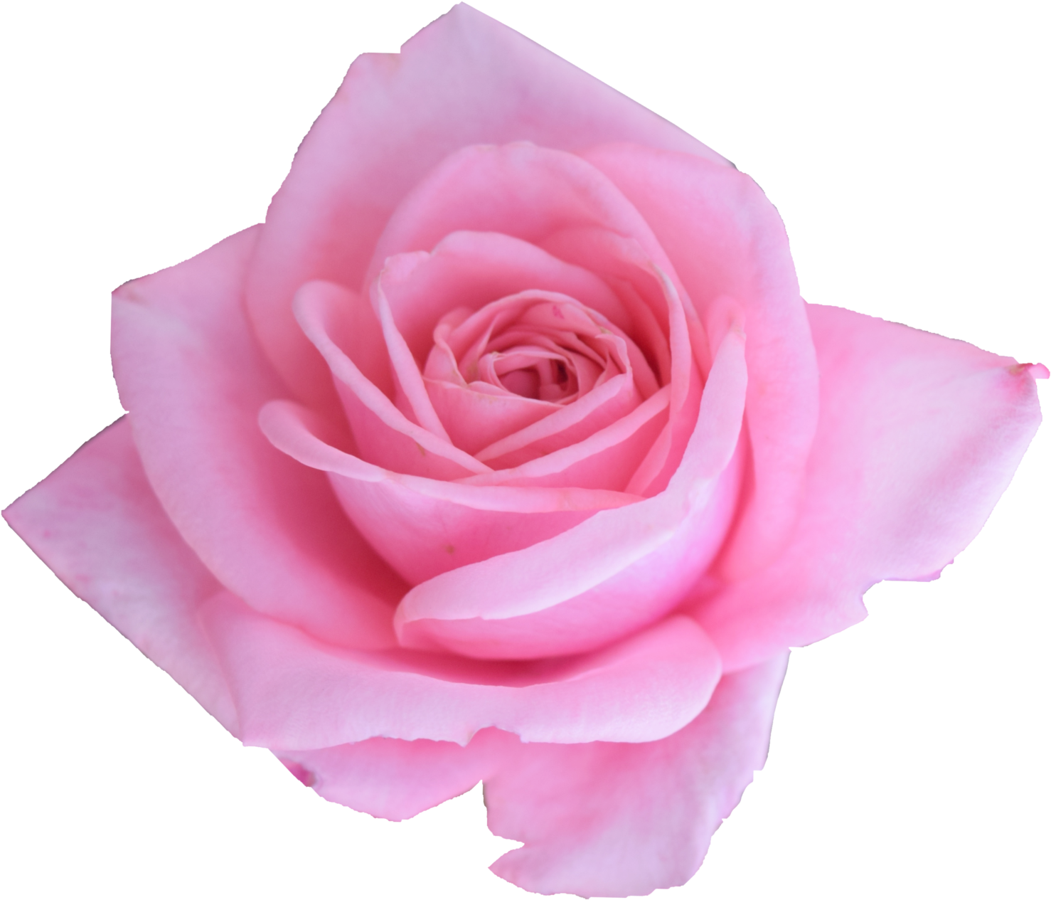 Free Download - Png Roses (1500x1293), Png Download
