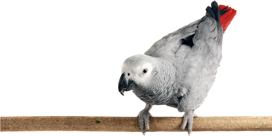 Photo Of An African Grey Parrot Perched On A Limb - African Grey Png Transparent (950x743), Png Download