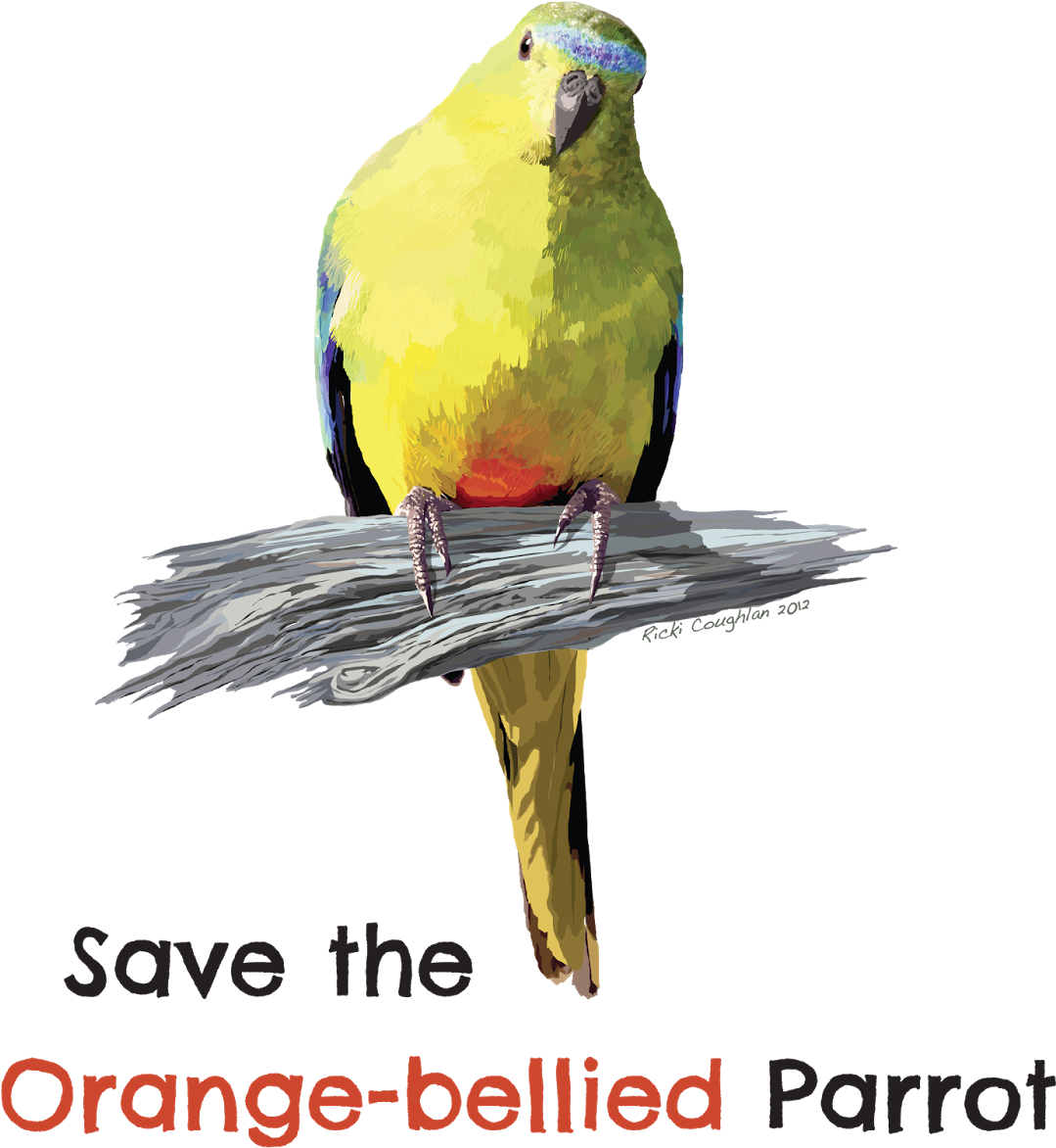 Graphic Black And White Stock Save The Bellied How - Macaw (1200x1600), Png Download