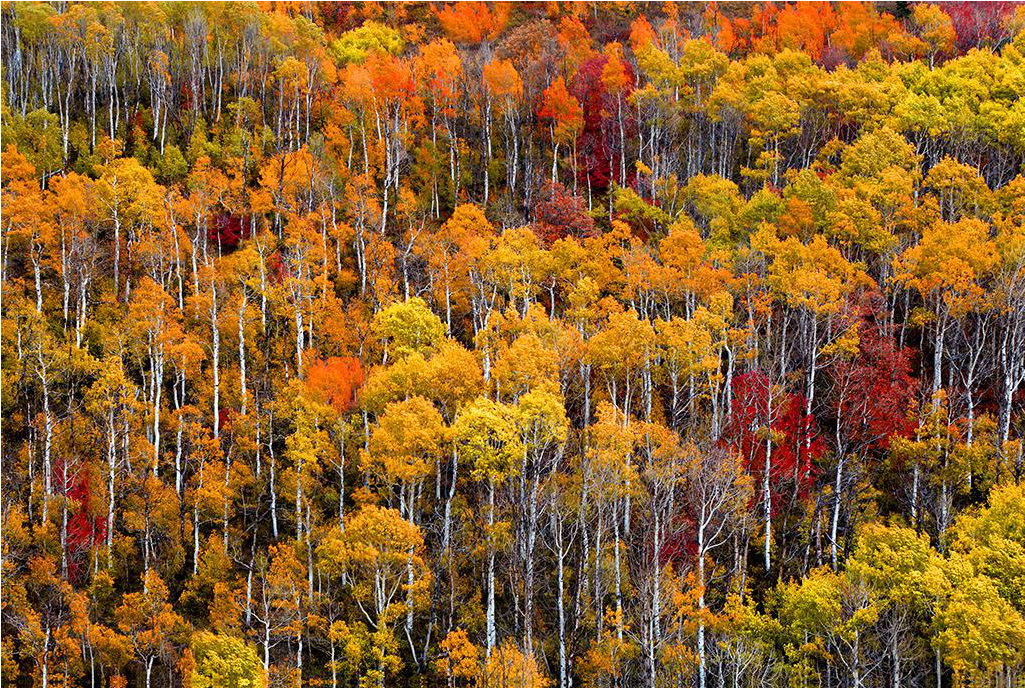 The Lollipop Trees, Park City, Utah - Chrysanths (1024x1024), Png Download