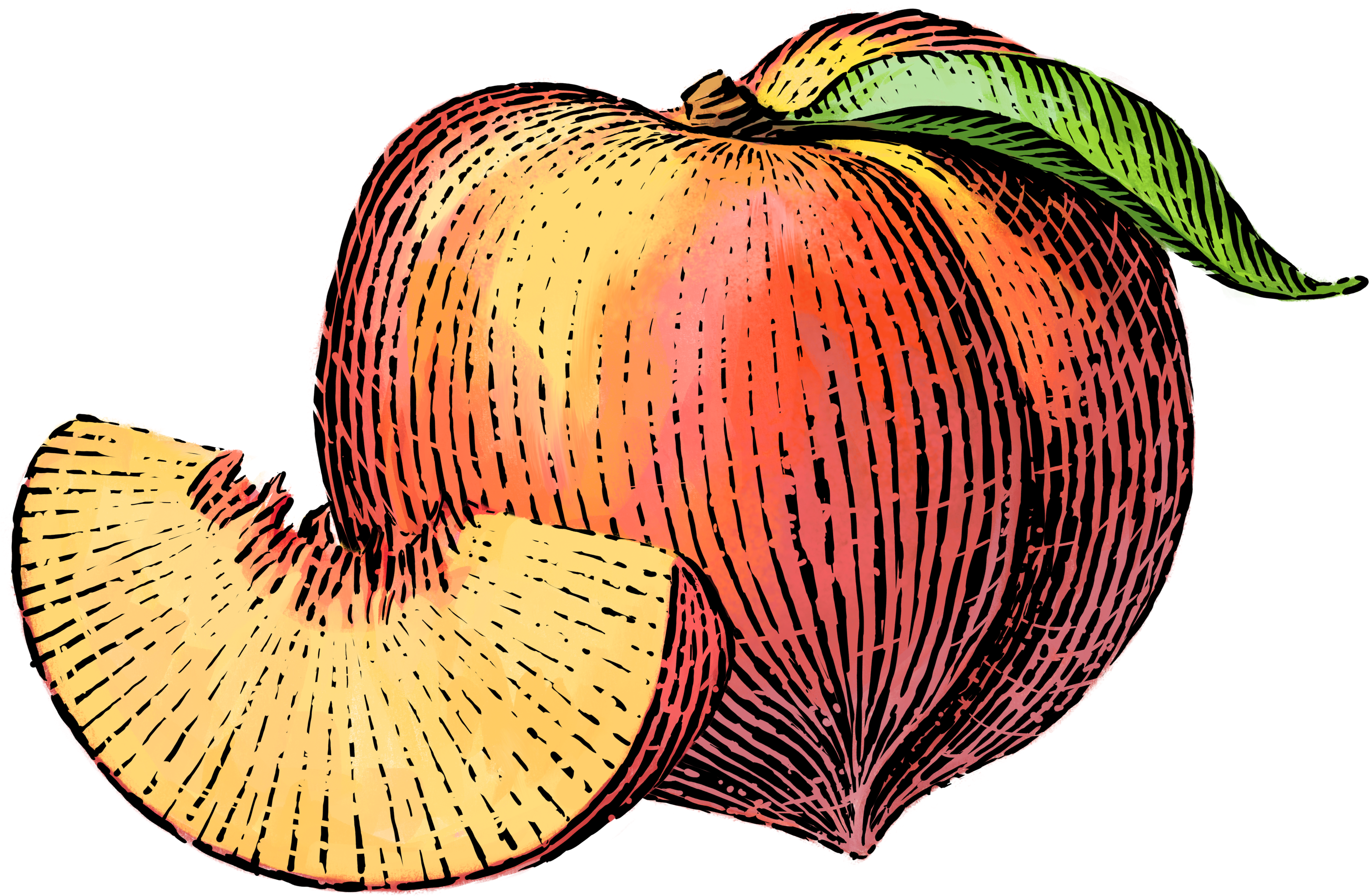 Clipart Free Download Nutrition Clipart Mixed Fruit - Transparent Peach Illustration (4562x2633), Png Download