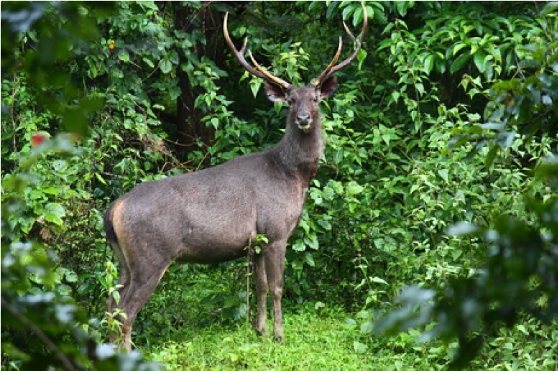 Kerala Wildlife With Houseboats 4n/5d - Elk (800x800), Png Download