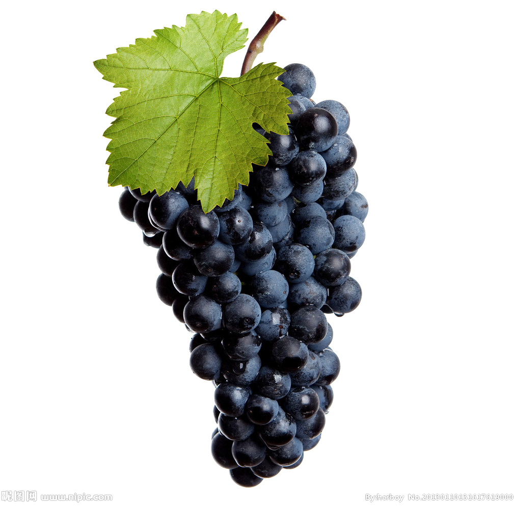 Black Grapes Transparent Image - Пнг Виноградная Лоза (1024x1024), Png Download