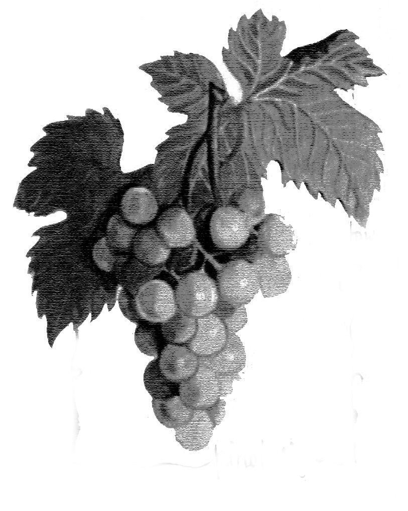 Local Support - Seedless Fruit (853x1024), Png Download