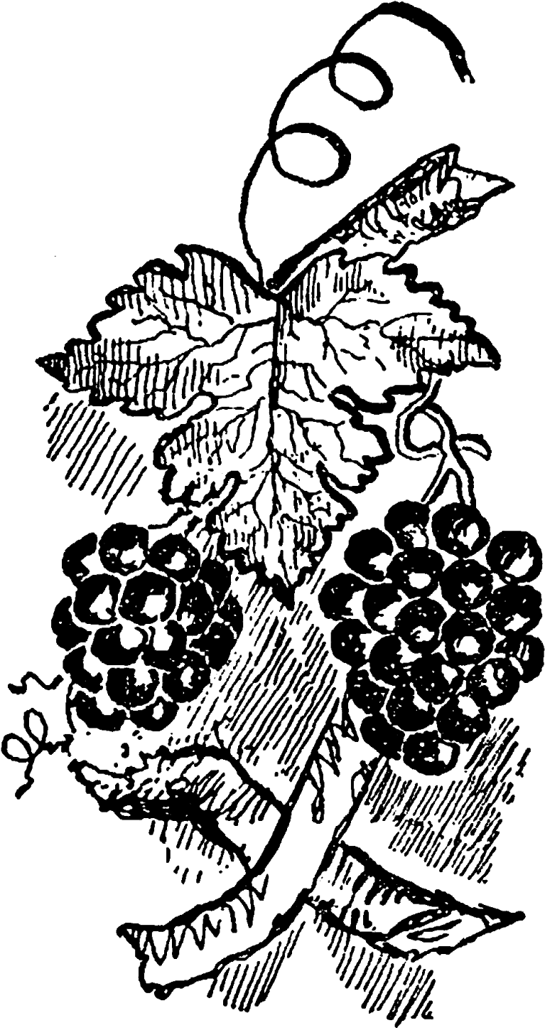 Digital Grapes Download - Illustration (939x1600), Png Download