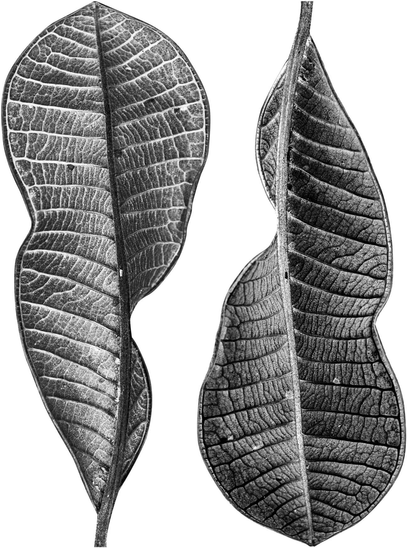 Dry Leaves 3042319 - Earrings (1727x1920), Png Download