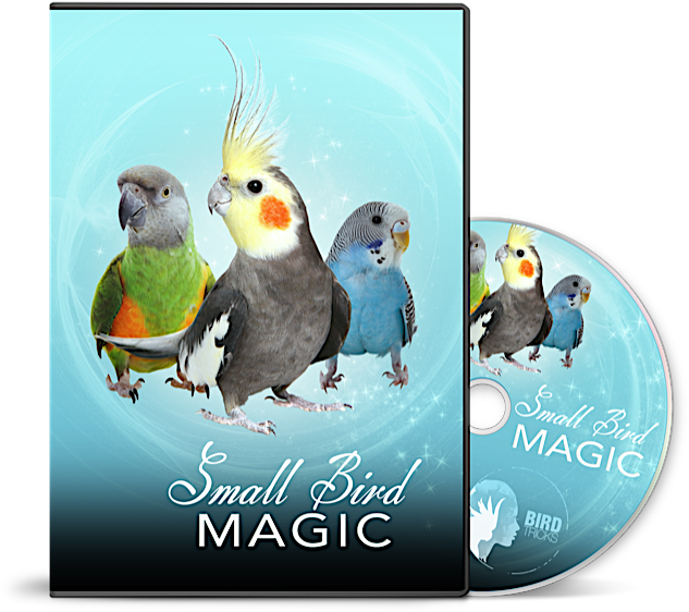 Right Carousel Arrow - Cockatiel (640x586), Png Download