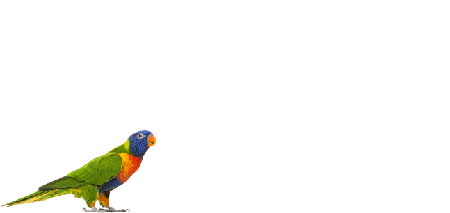 Lorikeet (707x546), Png Download