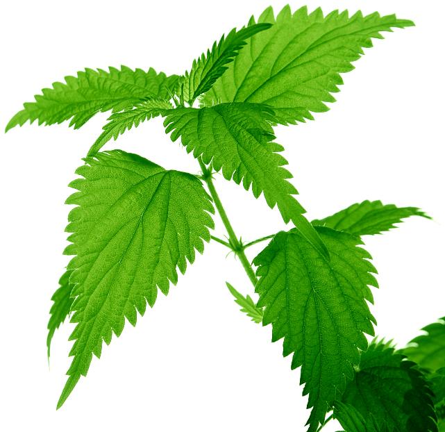 Nettle Leaf - Nettle Png (641x637), Png Download