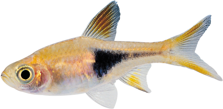 Download Real Fish Png Hd - Small Fish Transparent Background PNG Image ...