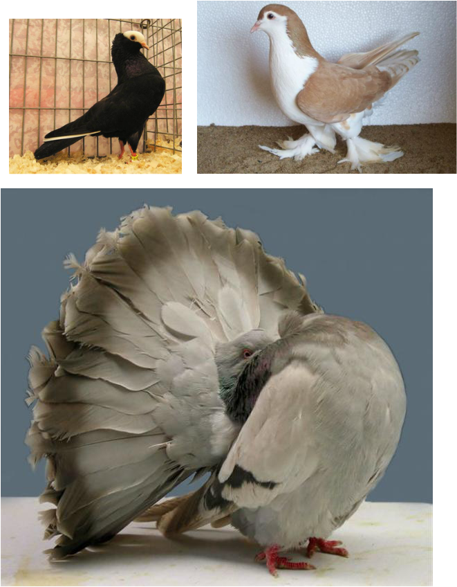 Fancy Pegions In Kerala - Fantail Pigeon (661x848), Png Download