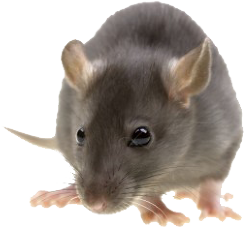 Rat Mouse Png Free Download - Pest Control (600x524), Png Download