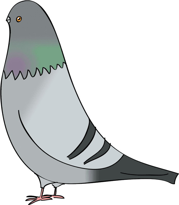 Flip Flop Flyin Big Pigeon - Pigeon Drawing Transparent (704x815), Png Download