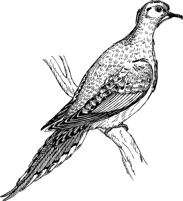 Pegion Animal 1296597 - Mourning Dove Clipart Black And White (583x640), Png Download