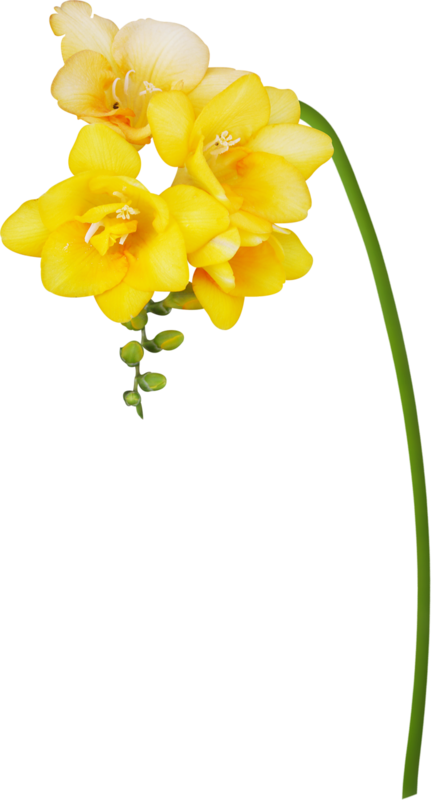 Яндекс - Фотки - Artificial Flower (431x800), Png Download