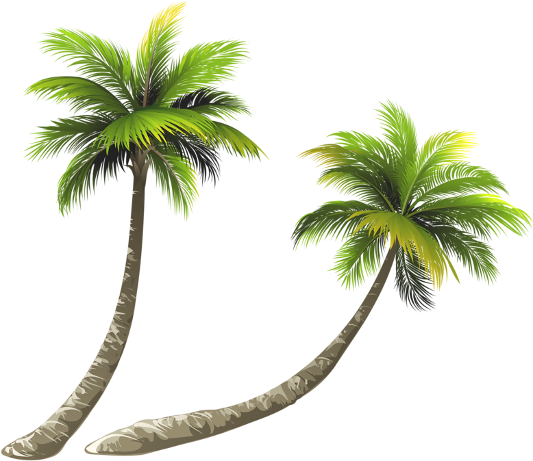 Arecaceae Coconut Royalty-free Illustration - Coconut Tree Png Clipart (778x674), Png Download