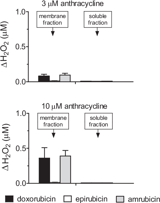 Ros Formation In Human Myocardial Strips Exposed To - Diagram (540x683), Png Download