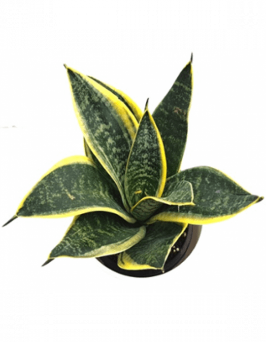 Sansevieria Trifasciata Dwarf Plant - Macro Photography (540x693), Png Download