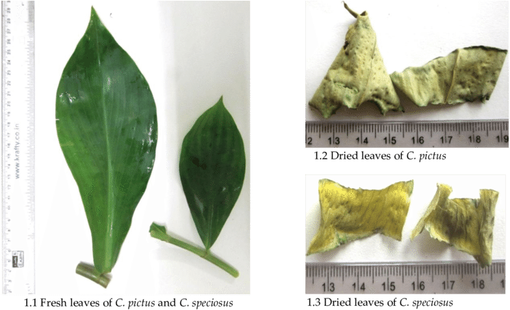 Macroscopy Of Costus Speciosus And C - Datura Inoxia (850x469), Png Download