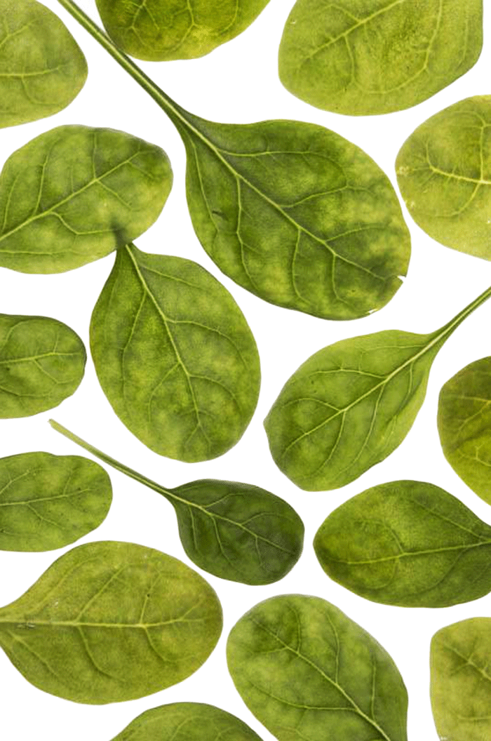 Leaves - Tulip Poplar (700x1056), Png Download