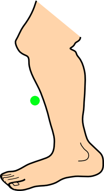 Shin - Leg Png Clipart Animated (436x800), Png Download