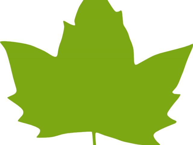 Foliage Clipart Paan - Clipart Green Maple Leaf (640x480), Png Download