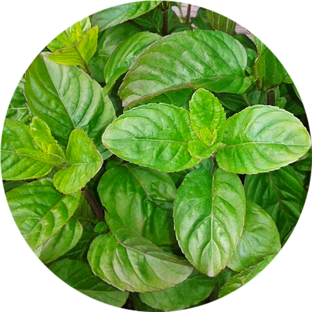 Herb And Flower Pots - Plantas Que Trazem Sorte E Dinheiro (624x653), Png Download