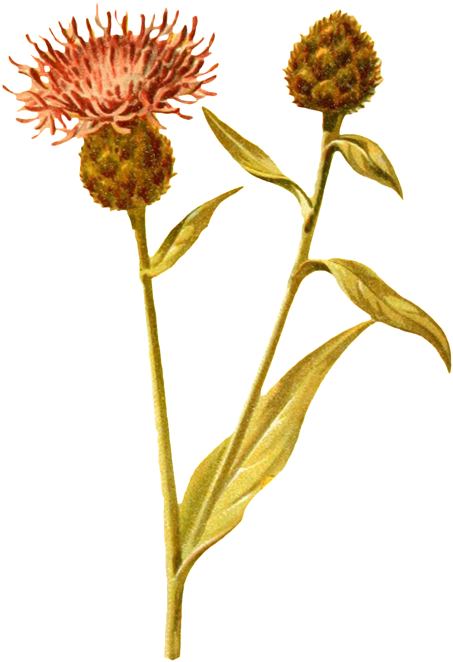 A Forked Open Flower Branch Transparent Decorative (1024x1412), Png Download