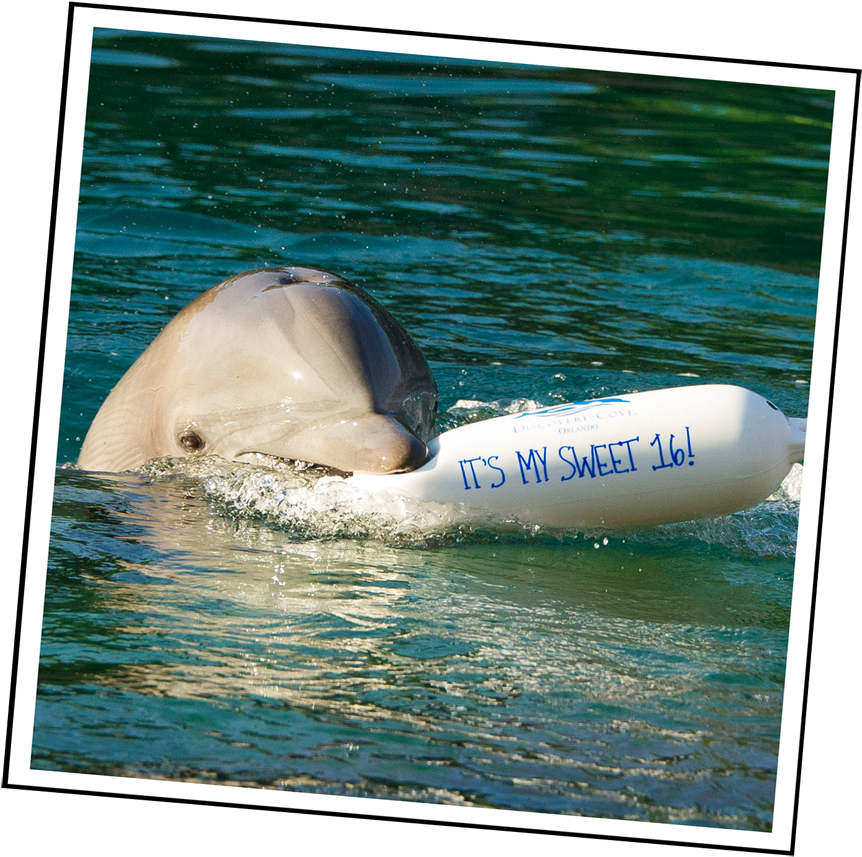 Enter To Win Discovery Cove's Splashy Sweet - Bottlenose Dolphin (900x893), Png Download