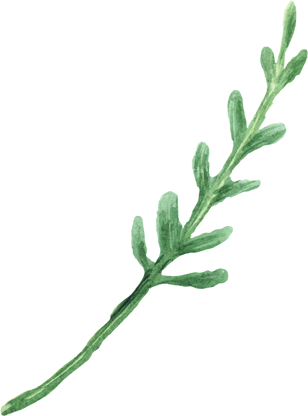 Water Green Foliage Transparent Decorative (1024x1380), Png Download