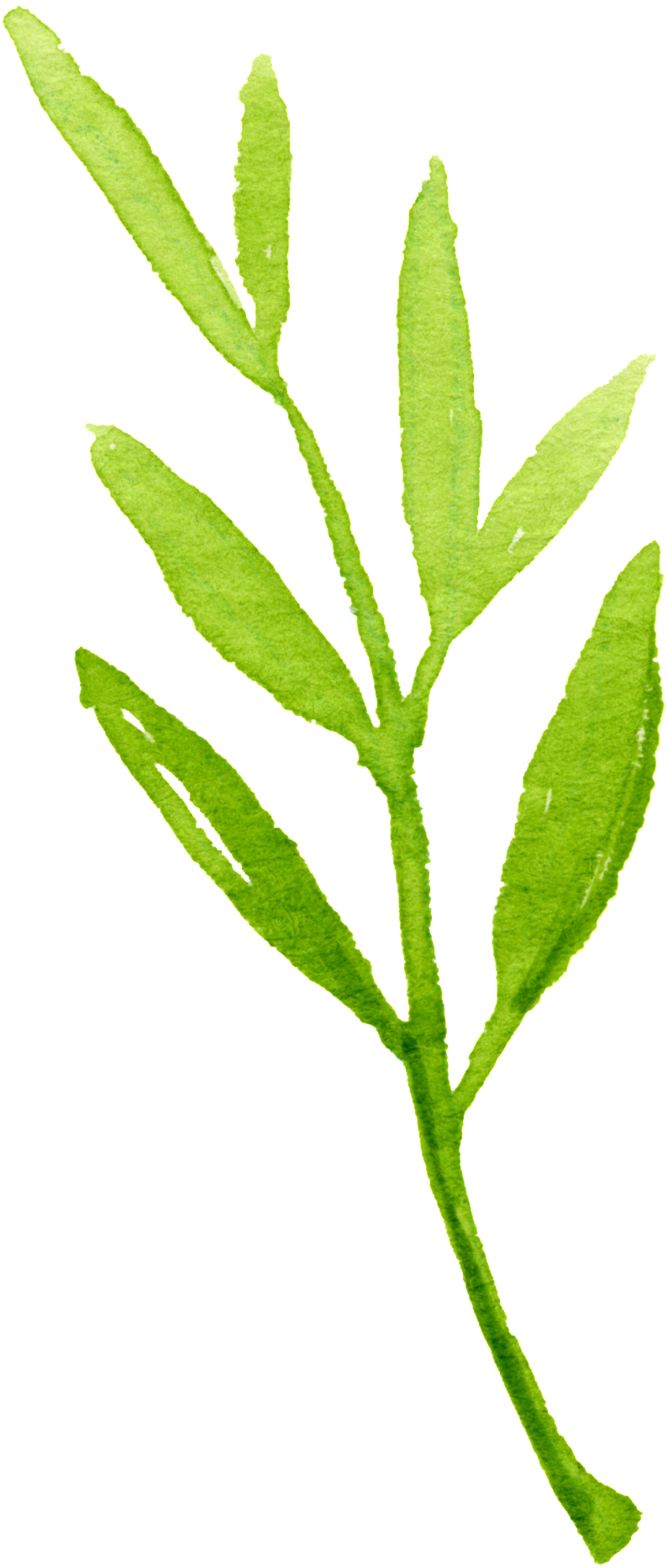 Crystal Foliage Cartoon Transparent - Twig (1024x2265), Png Download