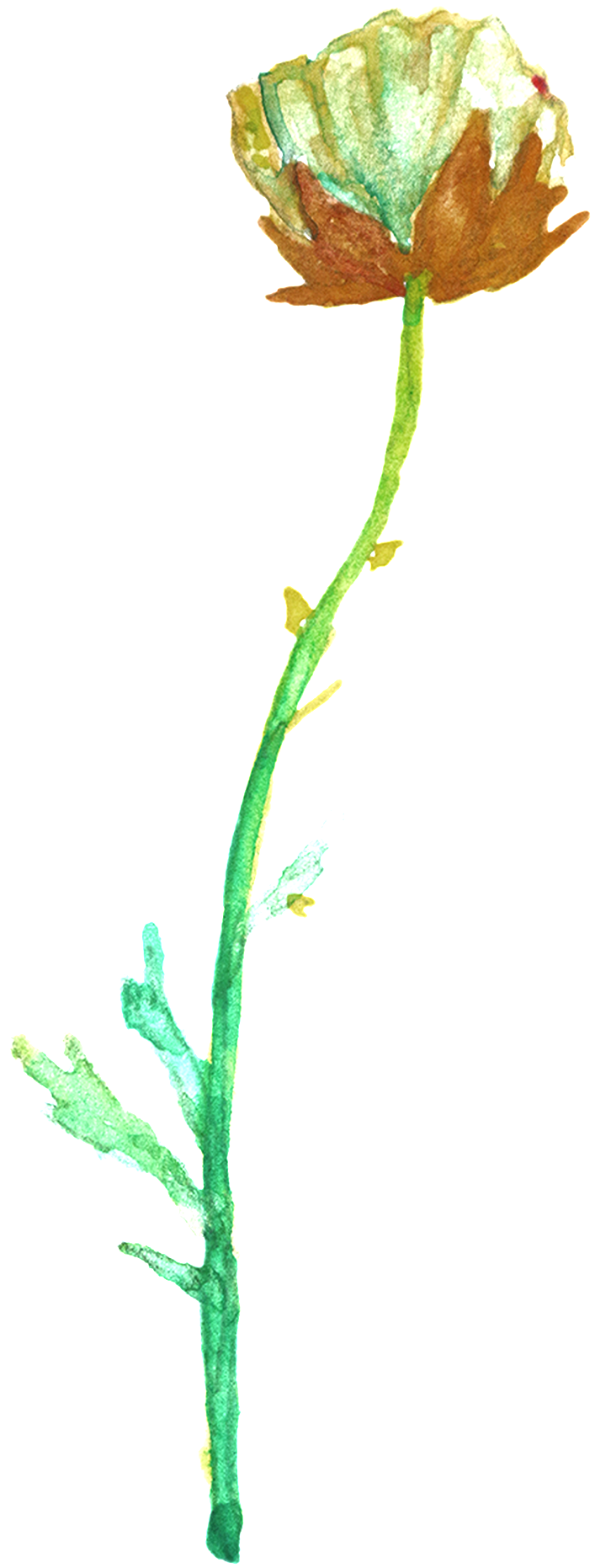 Transparente Png Ornamental Para Verde Y Verde Ramas - Buttercup (1024x2127), Png Download